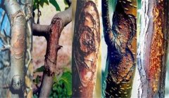 梨樹(shù)腐爛病怎么治效果最好，用什么藥治？