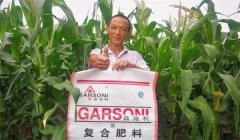 玉米基肥比例多少好，玉米基肥施多少合適？