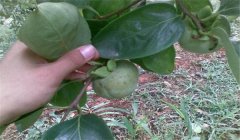 柿圓斑病防治方法，柿子圓斑病用什么農(nóng)藥