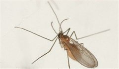 棗癭蚊防治方法，棗癭蚊用什么藥防治