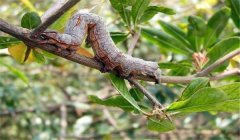 棗尺蠖危害癥狀，棗尺蠖用什么農(nóng)藥防治效果好