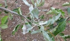 山楂樹白粉病怎么防治，用什么藥？