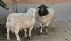 羊雜交育種技術(shù)：羊雜交方式具體有幾種？