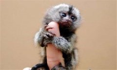 侏儒狨猴多少錢一只，侏儒狨猴壽命有多長(zhǎng)？