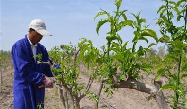 種植棗樹(shù)的間距