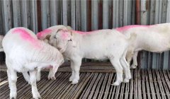 羔羊育肥最快方法，羔羊集中育肥建議配方