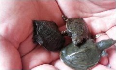 鱉的飼養(yǎng)方法，鱉的養(yǎng)殖方法及注意事項