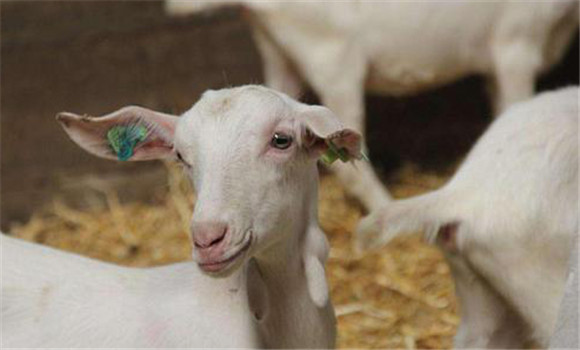 羊感光過敏怎么預防