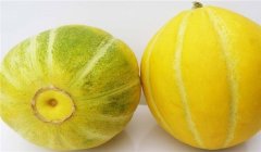 甜瓜熟不熟怎么判斷,甜瓜成熟度鑒別技術(shù)
