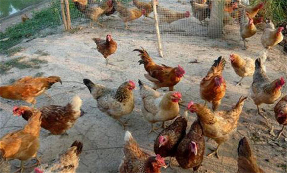 雞住白細(xì)胞蟲(chóng)病的治療