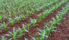 玉米苗期如何進行管理，五項措施必須掌握