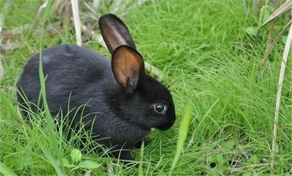 兔葡萄球菌病實驗室診斷方法