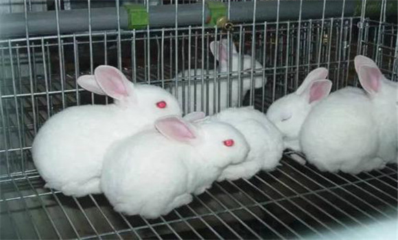 兔李氏桿菌病預防要點