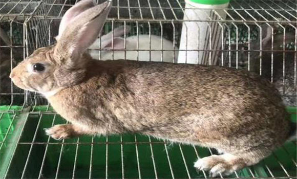 兔魏氏梭菌病如何預防