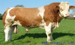 西門塔爾牛的原產(chǎn)地、外貌特征與生產(chǎn)性能