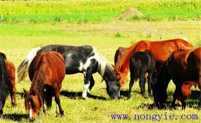 抓秋膘，促進母牛發(fā)情排卵