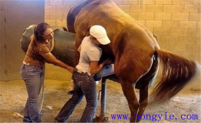 抓時機，給發(fā)情母牛配種