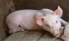 豬食鹽中毒是什么癥狀，有沒有最佳治療方法