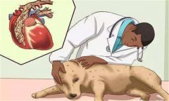 狗鉤蟲病的癥狀 狗鉤蟲病怎么治、多久可以治好