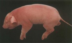 豬乙型腦炎的治療方法，用什么藥物治療效果好