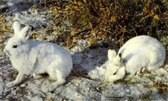 兔輪狀病毒病如何傳播，如何治療與防治