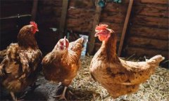 家禽沙門氏菌有什么癥狀，感染后怎么治療？