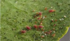 葡萄紅蜘蛛危害癥狀，用什么藥最有效？