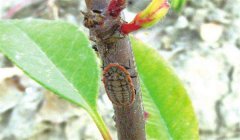 草履蚧的防治方法，草履蚧最有效的農(nóng)藥是什么