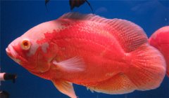 豬仔魚水溫多少合適 豬仔魚怎么養(yǎng)？