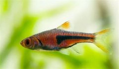 三角燈魚好養(yǎng)嗎？養(yǎng)殖三角燈魚溫度多少合適