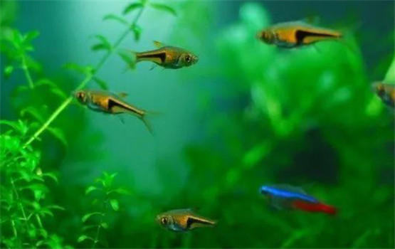 三角燈魚(yú)的外形特點(diǎn)