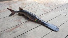 匙吻鱘多少錢一斤，匙吻鱘的生長習(xí)性簡介