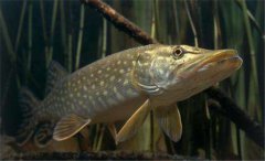 白斑狗魚怎么養(yǎng)，白斑狗魚養(yǎng)殖技術(shù)要點(diǎn)