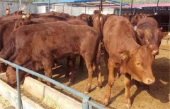 架子牛快速育肥技術(shù)，飼養(yǎng)管理要點簡介