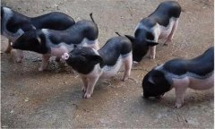 漢普夏豬是什么品種，有哪些生產(chǎn)優(yōu)勢?