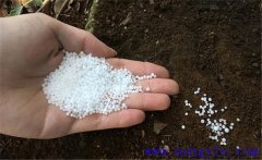 用尿素喂牛的方法,尿素喂牛應注意的問題