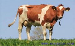 奶牛產(chǎn)犢前后的如何護(hù)理，需注意哪些問(wèn)題？