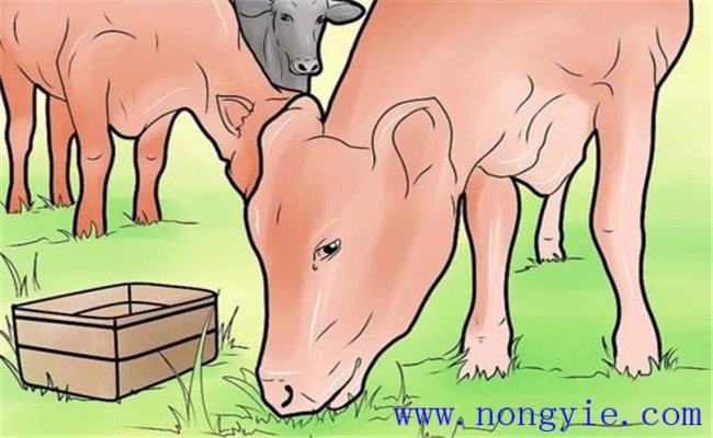 奶牛食道梗塞的臨床癥狀、預(yù)防要點與治療方法