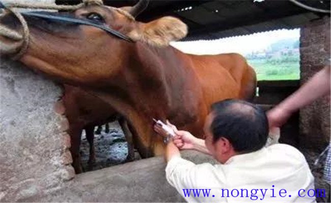 牛囊胃酸中毒的癥狀與治療方法