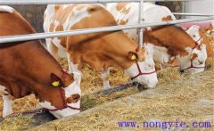 奶牛乳房炎的病因、臨床癥狀與診斷方法