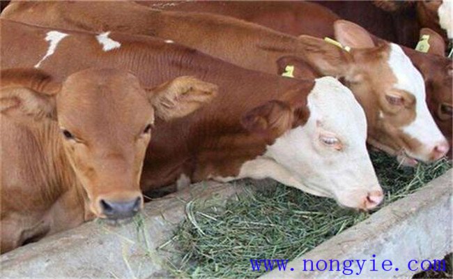 如何有計劃地調節(jié)肉牛產犢季節(jié)