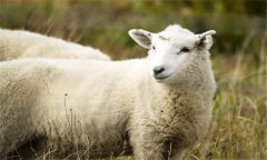 綿羊巴氏桿菌病癥狀及治療方法，診斷、用哪些