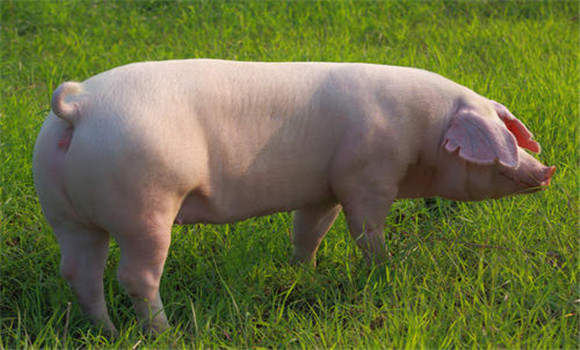 公、母豬發(fā)情期的主要特征