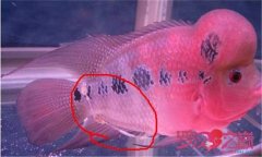 魚腸炎的癥狀及治療方法，魚腸炎用什么藥效果