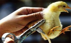 雞傳染性法氏囊病治療方法，活疫苗怎么使用