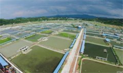 池塘甲魚養(yǎng)殖技術(shù)要點，養(yǎng)殖甲魚如何開展