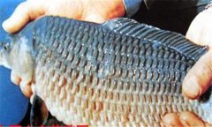 金魚腐皮病治療方法 金魚腐皮病怎樣治療