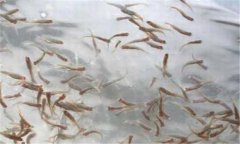 一齡魚是多少時間的魚苗，一齡魚種的放養(yǎng)要領(lǐng)