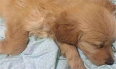 犬瘟熱初期癥狀 犬瘟熱的治療方法、怎么引起的