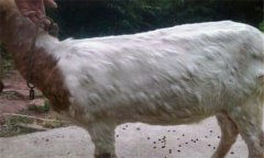 羊痘病的癥狀與治療方法、流行特點(diǎn)